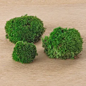 Live Cushion Moss - Premium Fresh Moss - Bun Moss - Pillow Moss - Leucobryum glaucum