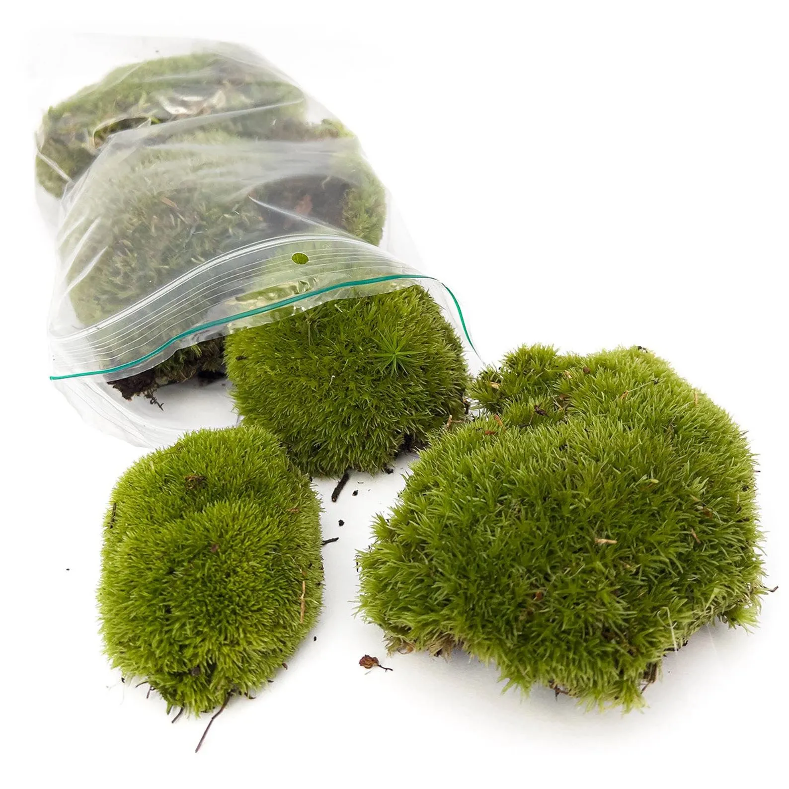 Live Cushion Moss - Premium Fresh Moss - Bun Moss - Pillow Moss - Leucobryum glaucum