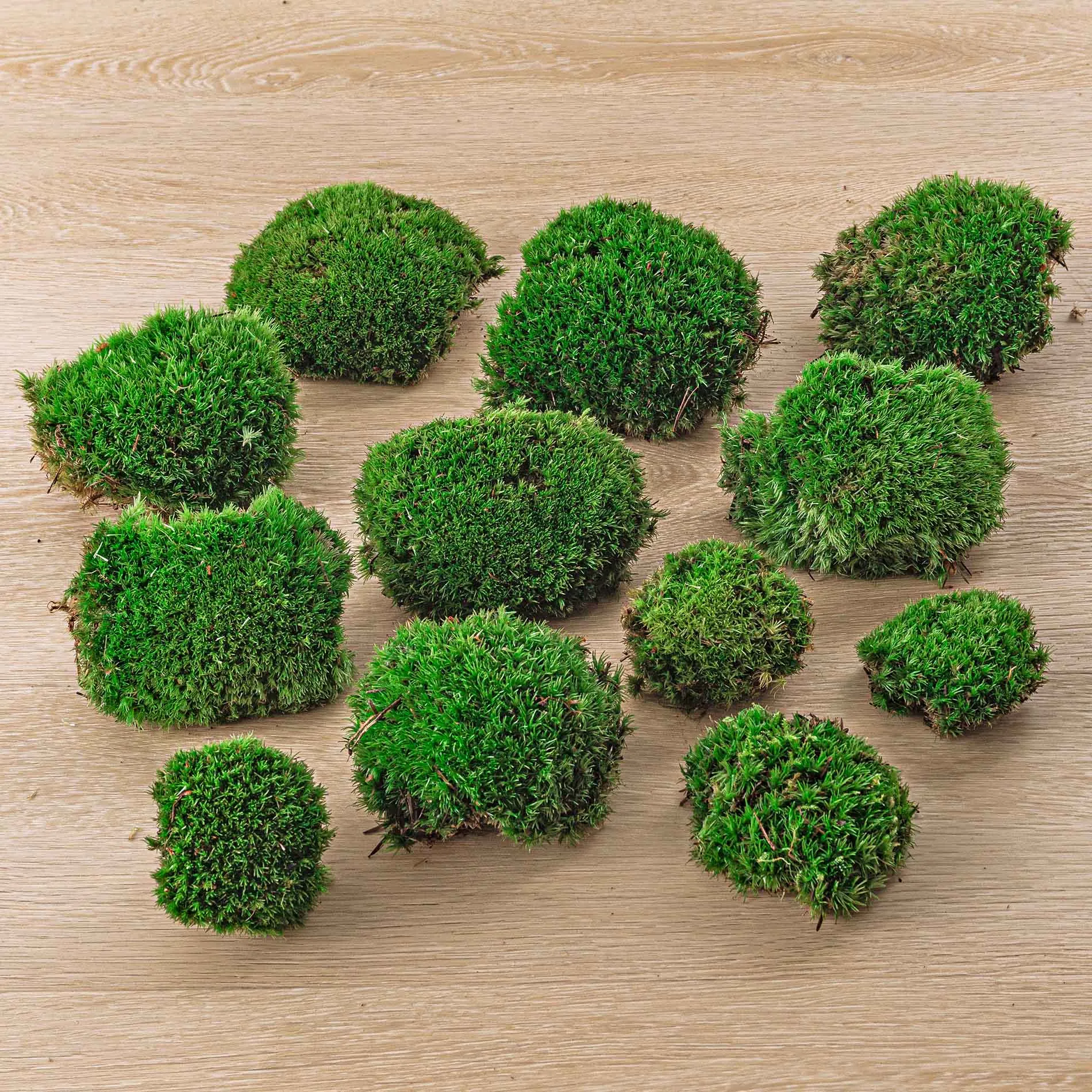 Live Cushion Moss - Premium Fresh Moss - Bun Moss - Pillow Moss - Leucobryum glaucum