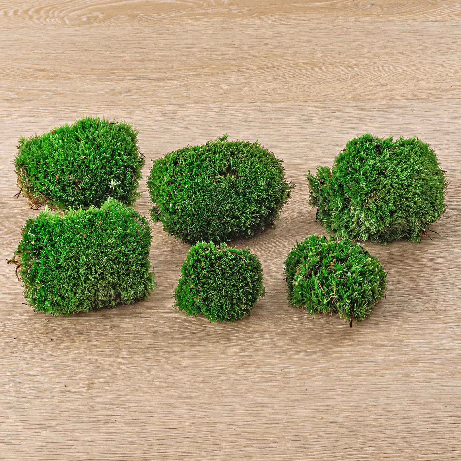 Live Cushion Moss - Premium Fresh Moss - Bun Moss - Pillow Moss - Leucobryum glaucum