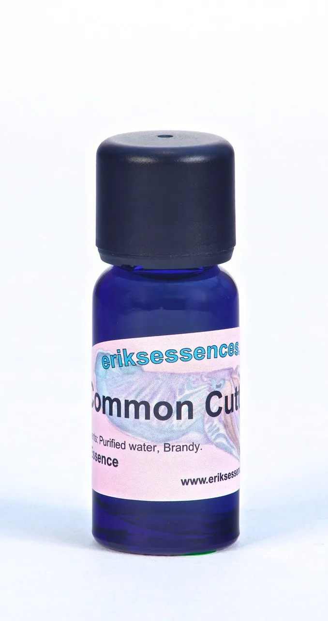 SE 24. Common Cuttlefish - turquoise. Sea Essence. 15ml