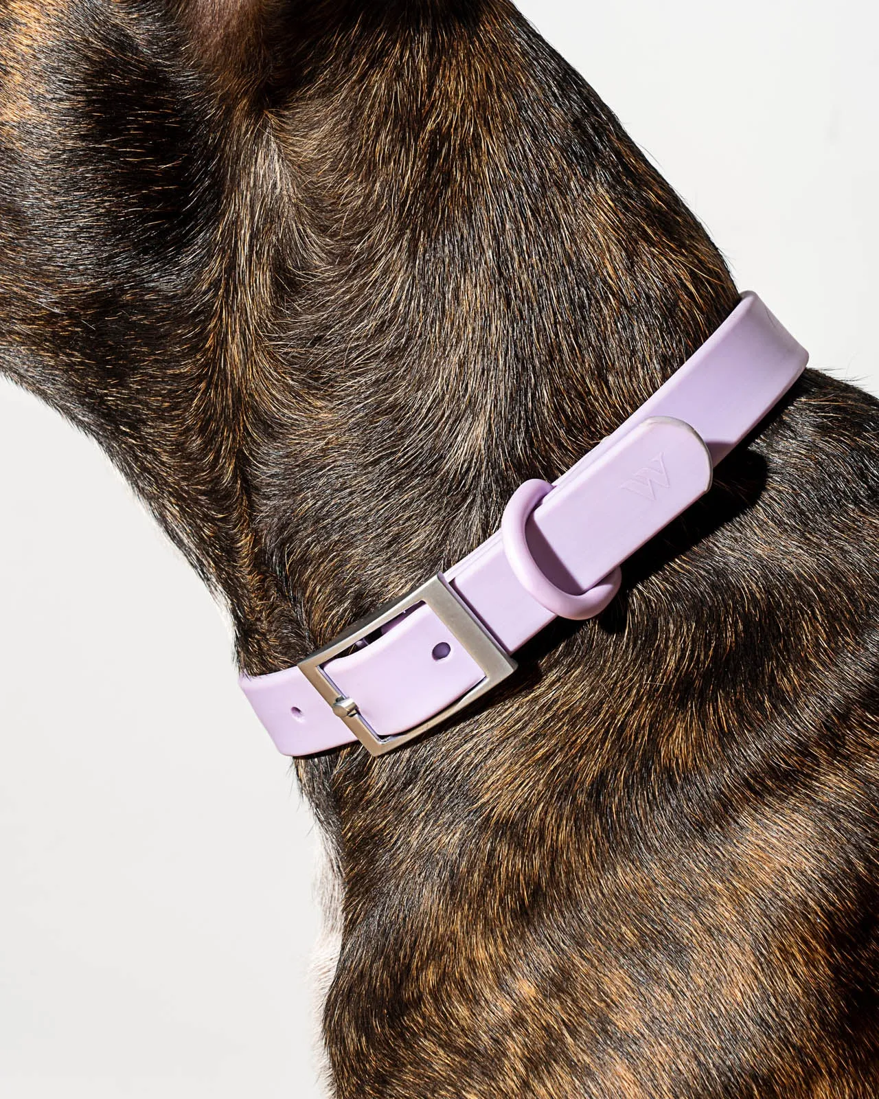 Splendid x Wild One Dog Collar