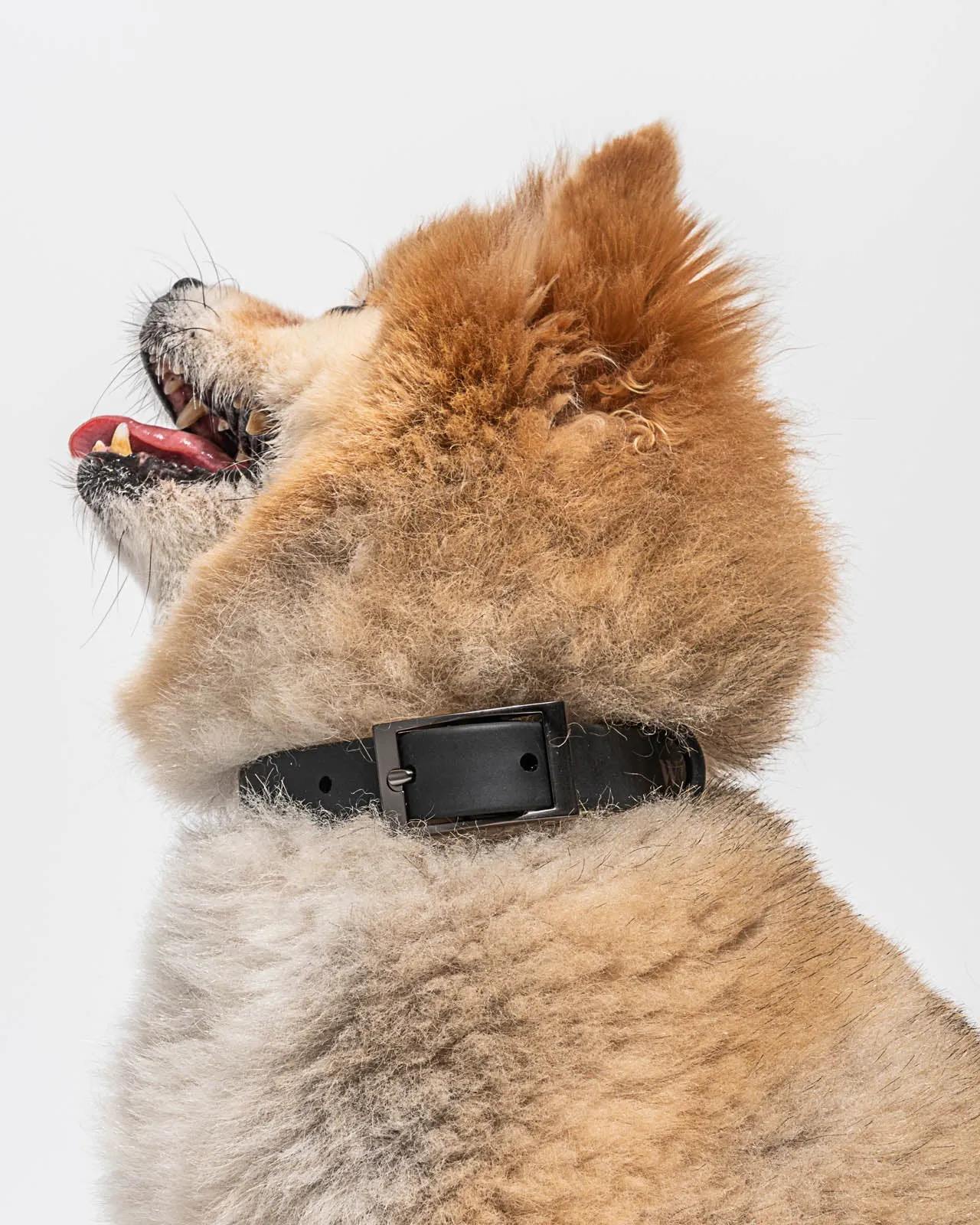 Splendid x Wild One Dog Collar